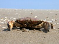Cancer pagurus 9, Noordzeekrab, Saxifraga-Foto Fitis-Sytske Dijksen