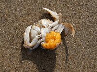 Carcinus maenas 1, Strandkrab, with eggs, Saxifraga-Foto Fitis-Sytske Dijksen
