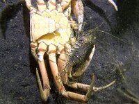 Carcinus maenas 42, Strandkrab, Saxifraga-Tom Heijnen