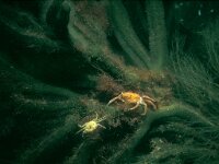 Carcinus maenas 12, Strandkrab, Saxifraga-Eric Gibcus