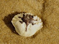 Carcinus maenas 3, Strandkrab, Saxifraga-Foto Fitis-Sytske Dijksen