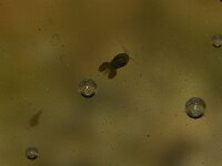 Copepoda sp
