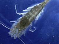 Crangon crangon 6, Gewone garnaal, Saxifraga-Foto Fitis-Sytske Dijksen