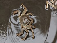Eriocheir sinensis 3, Chinese wolhandkrab, Saxifraga-Luc Hoogenstein