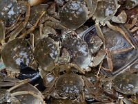 Eriocheir sinensis 4, Chinese wolhandkrab, Saxifraga-Luc Hoogenstein