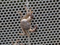 Eriocheir sinensis 5, Chinese wolhandkrab, Saxifraga-Luc Hoogenstein