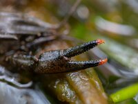 Faxonius limosus 2, Gevlekte Amerikaanse rivierkreeft, Saxifraga-Luc Hoogenstein
