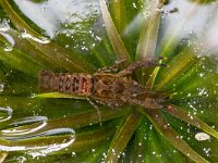 Faxonius limosus 5, Gevlekte Amerikaanse rivierkreeft, Saxifraga-Luc Hoogenstein