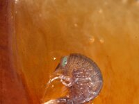 Hyperia galba 2, Kwalvlo, Saxifraga-Foto Fitis-Sytske Dijksen