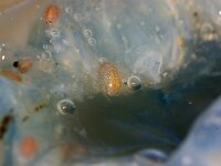 Hyperia galba 4, Kwalvlo, Saxifraga-Foto Fitis-Sytske Dijksen