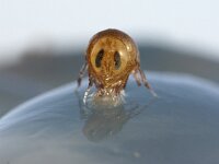 Hyperia galba 5, Kwalvlo, Saxifraga-Foto Fitis-Sytske Dijksen