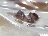 Hyperia galba 7, Kwalvlo, Saxifraga-Foto Fitis-Sytske Dijksen