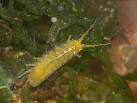 Idotea balthica 2, Gewone zeepissebed, Foto Fitis-Sytske Dijksen