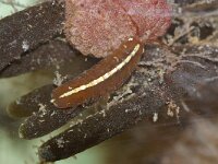 Idotea balthica 3, Gewone zeepissebed, Foto Fitis-Sytske Dijksen