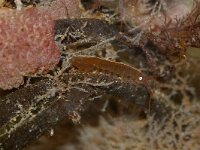 Idotea balthica 7, Saxifraga-Foto Fitis-Sytske Dijksen