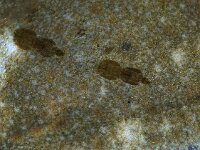 Lepophtheirus pectoralis