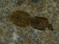 Lepophtheirus pectoralis 2, Saxifraga-Foto Fitis-Sytske Dijksen