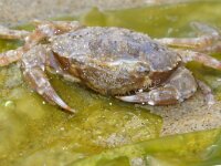 Liocarcinus navigator 4, Gewimperde zwemkrab, Saxifraga-Foto Fitis-Sytske Dijksen