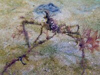 Macropodia rostrata 9, Gewone hooiwagenkrab, Saxifraga-Tom Heijnen