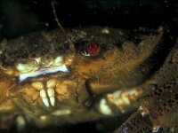 Necora puber, Velvet Swimming Crab
