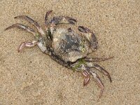 Necora puber 7, Fluwelen zwemkrab, Saxifraga-Foto Fitis-Sytske Dijksen