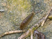 Orchestia gammarellus 2, Kwelderspringer, Saxifraga-Foto Fitis-Sytske Dijksen