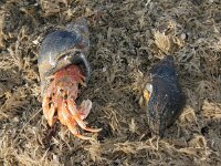 Pagurus bernhardus 14, Gewone heremietkreeft, changing shell, Saxifraga-Foto Fitis-Sytske Dijksen