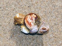 Pagurus bernhardus 15, Gewone heremietkreeft, Saxifraga-Foto Fitis-Sytske Dijksen