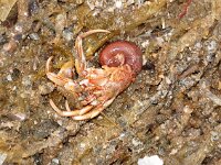 Pagurus bernhardus 17, Gewone heremietkreeft, without shell, Saxifraga-Foto Fitis-Sytske Dijksen