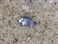 Pagurus bernhardus 21, Grote heremietkreeft in Rissoa, Saxifraga-Foto Fitis-Sytske Dijksen