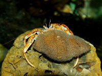 Pagurus bernhardus 22, Grote heremietkreeft in Buccinum undatum, Saxifraga-Foto Fitis-Sytske Dijksen