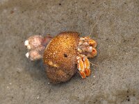 Pagurus bernhardus 24, Grote heremietkreeft, Saxifraga-Foto Fitis-Sytske Dijksen