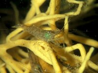 Palaemon elegans, Rockpool Prawn