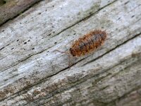 Porcellio scaber 16, Ruwe pissebed, Saxifraga-Tom Heijnen