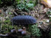 Porcellio scaber 3, Ruwe pissebed, Saxifraga-Rutger Barendse