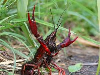 Procambarus clarkii 11, Rode Amerikaanse rivierkreeft, Saxifraga-Foto Fitis-Sytske Dijksen