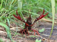 Procambarus clarkii 12, Rode Amerikaanse rivierkreeft, Saxifraga-Foto Fitis-Sytske Dijksen