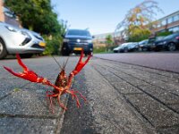 Procambarus clarkii 9, Rode Amerikaanse rivierkreeft, Saxifraga-Luc Hoogenstein