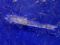 Schistomysis spiritus