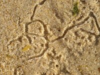 Talitrus saltator 6, Strandvlo, Saxifraga-Foto Fitis-Sytske Dijksen