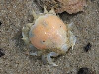 Thia scutellata 3, Nagelkrabje, Saxifraga-Foto Fitis-Sytske Dijksen