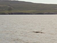 Balaenoptera acutorostrata 2, Dwergvinvis, Saxifraga-Rob Felix : Animalia, Cetacea, Chordata, Mammalia, animal, dier, dieren, gewervelde dieren, mammal, vertebraat, vertebrate, walvisachtigen, whales and dolphins, zoogdier, zoogdieren