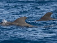 Globicephala melas, Long-Finned Pilot Whale