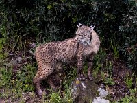 Lynx pardinus 11, Pardellynx, Saxifraga-Bart Vastenhouw