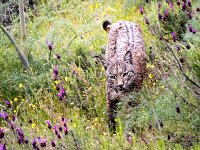 Lynx pardinus 12, Pardellynx, Saxifraga-Bart Vastenhouw