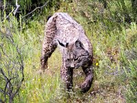 Lynx pardinus 15, Pardellynx, Saxifraga-Bart Vastenhouw