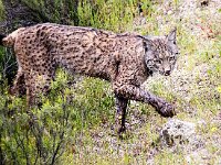 Lynx pardinus 22, Pardellynx, Saxifraga-Bart Vastenhouw