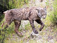 Lynx pardinus 23, Pardellynx, Saxifraga-Bart Vastenhouw