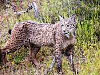 Lynx pardinus 27, Pardellynx, Saxifraga-Bart Vastenhouw