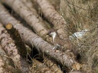 Mustela erminea, Stoat